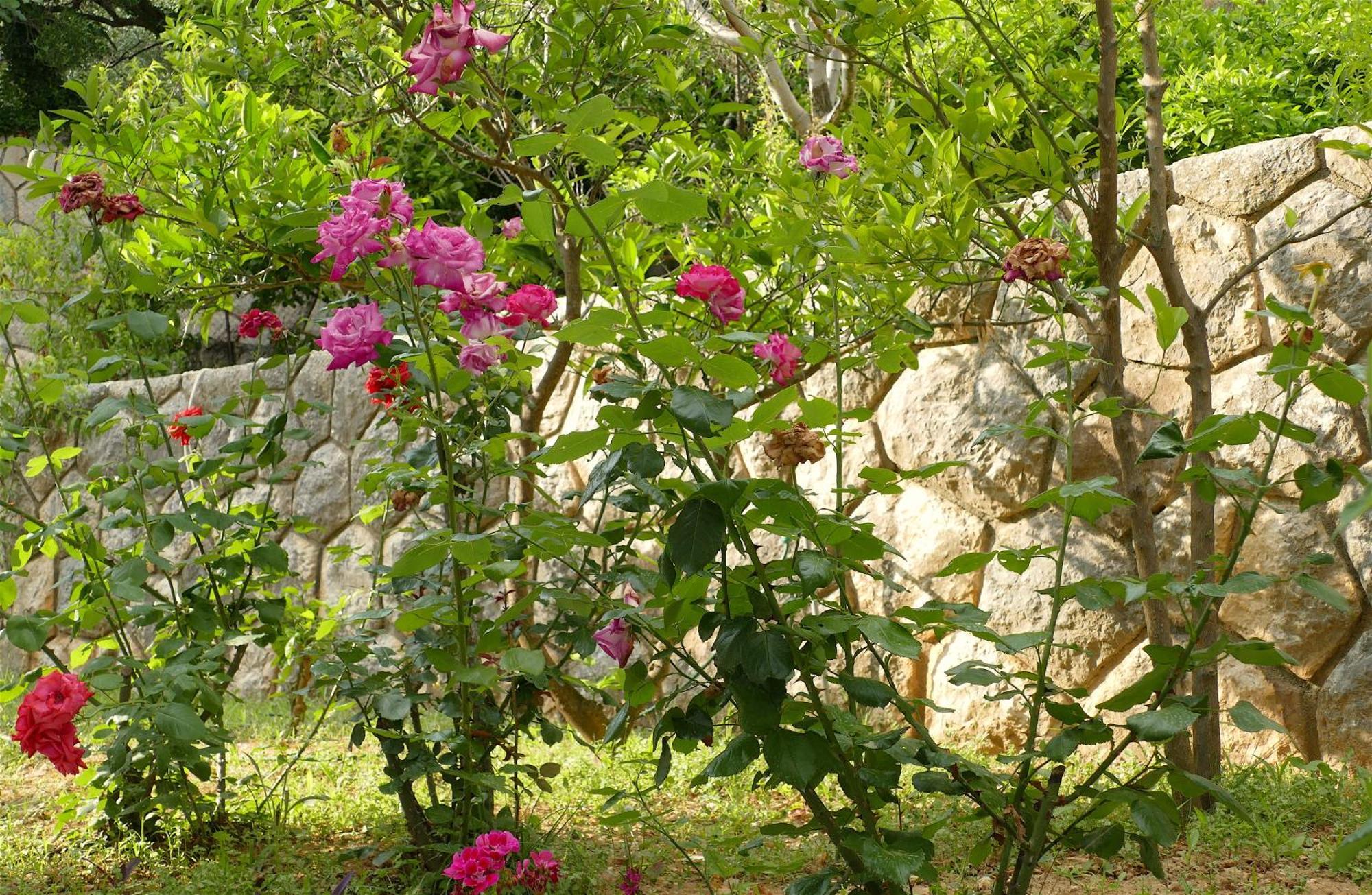 B&B Garni Toni Supetarska Draga Rom bilde